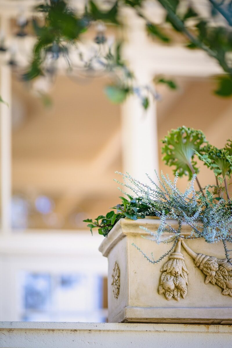 green plant on white ceramic pot